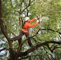 tree surgery in Drope